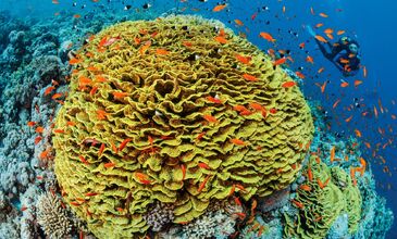 izmir-çıkışlı-mısır-sharm-el-sheikh-turu